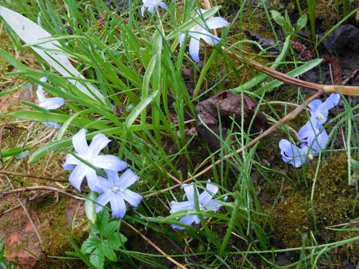 "Скажи, откуда ты пришла?" - как в известной песенке