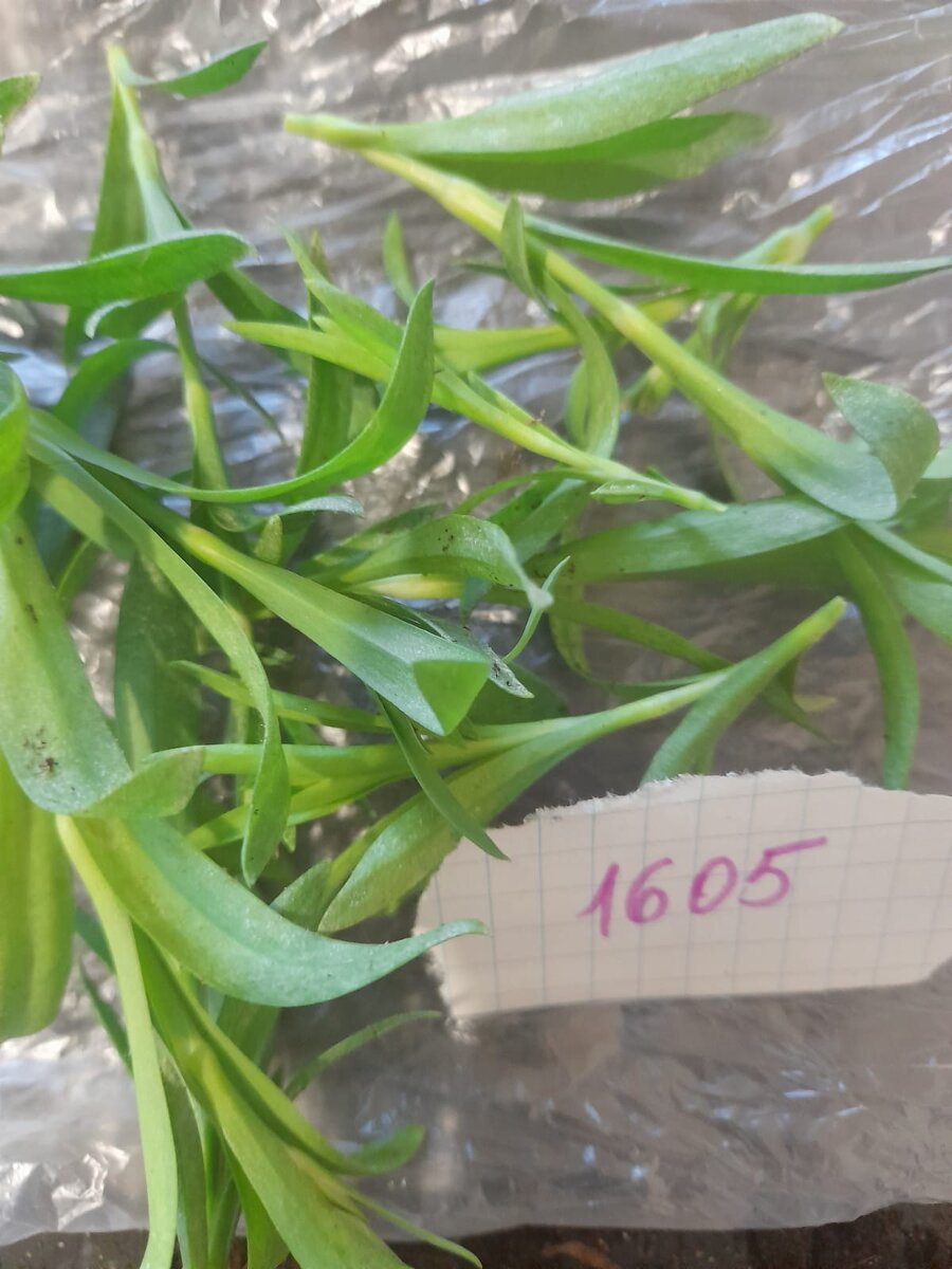 Из обрезанных черенков можно вырастить новые кусты. 