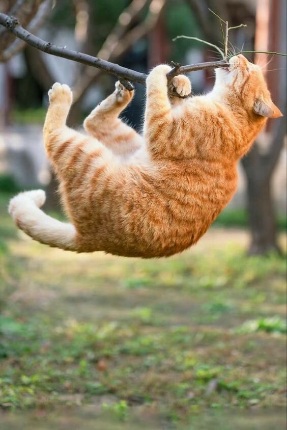 Очень удобная ветка