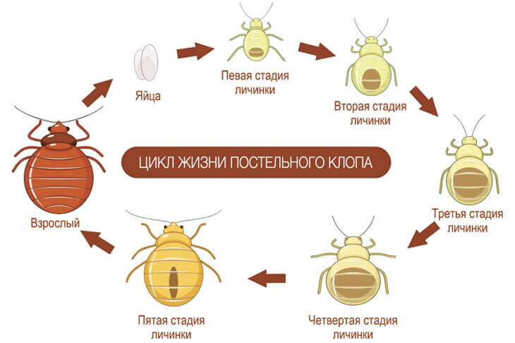 Как долго живут клопы❓