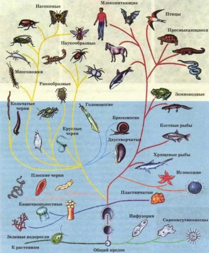 Появления групп животных на земле. Филогенетическое Древо животных. Эволюционное Древо развития животных. Эволюционное Древо многоклеточных животных.