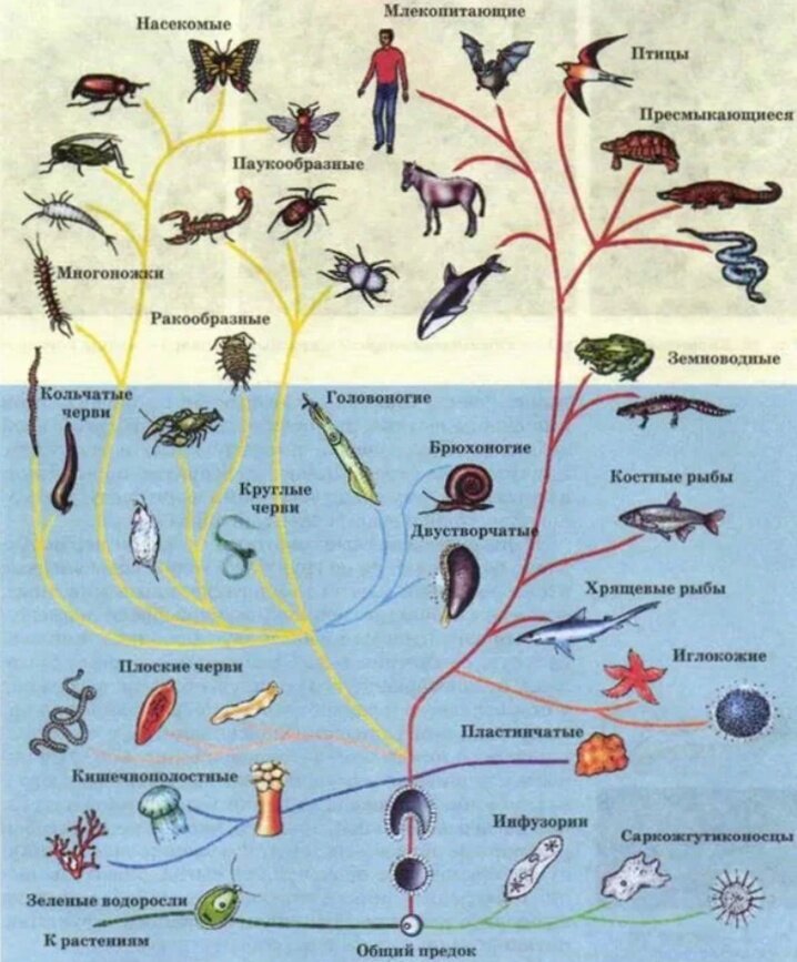 Филогенетическое Древо животных. Эволюционное Древо развития животных. Эволюционное Древо многоклеточных животных. Схема эволюционного древа
