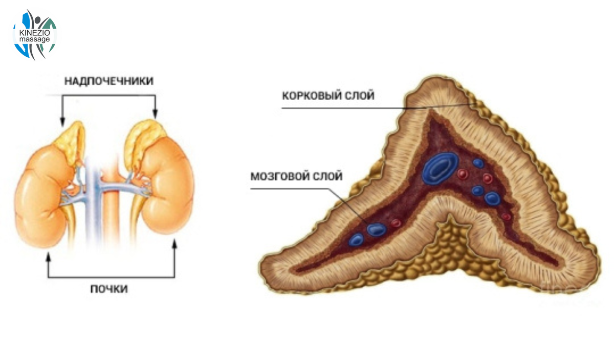 Надпочечник паренхима. Кора надпочечников. Строение мозгового вещества надпочечников. Кора надпочечника анатомия. Мозговой слой надпочечников строение.
