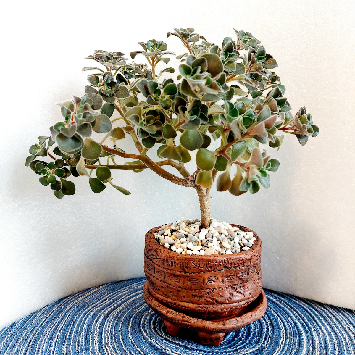 Аихризон в керамическом горшочке хэнд-мейд