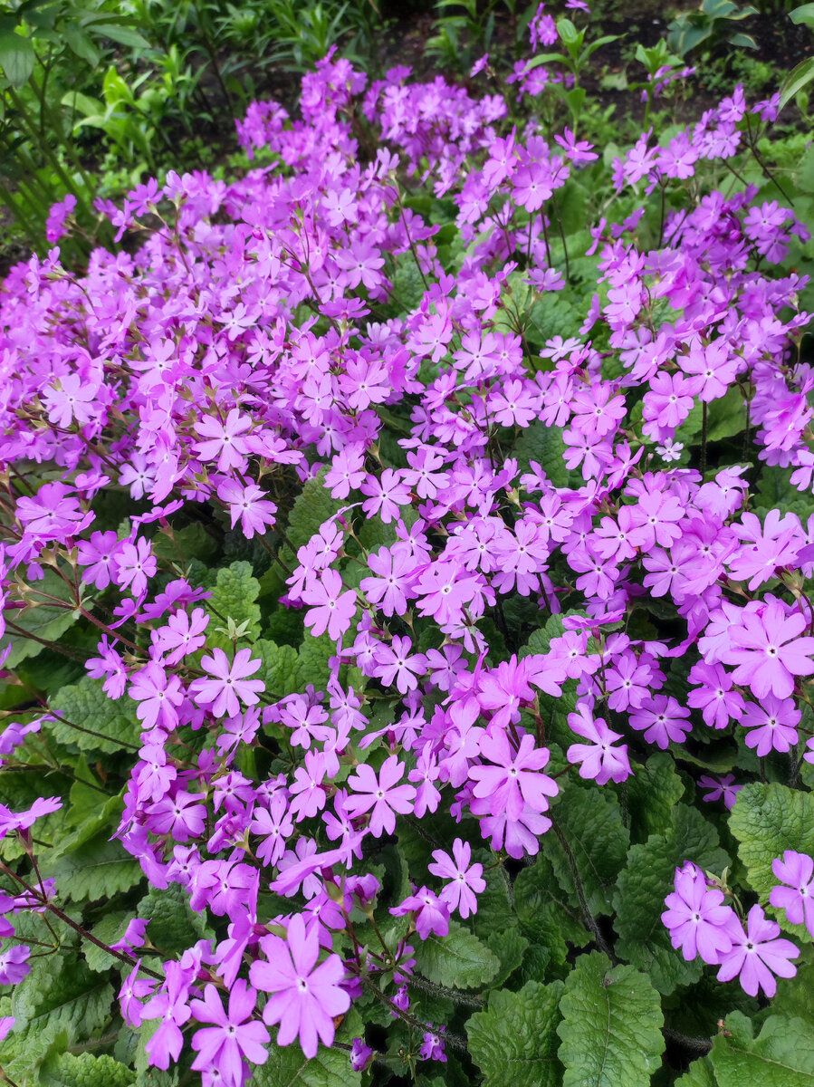 Фото сделано на даче в пригороде Челябинска 04 июня 2022 года