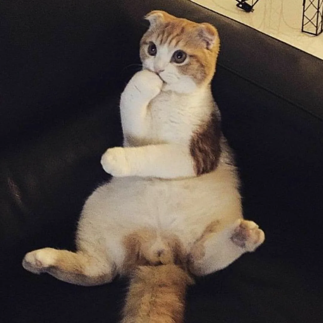 Два кота смотрят друг на друга и думают, как и где знакомиться с девушками