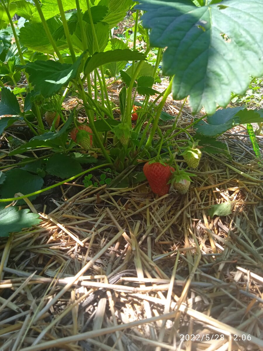 Неизвестный сорт