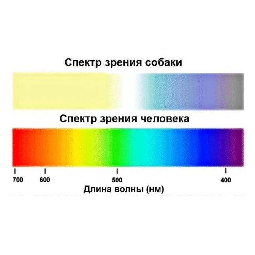 Сравнение спектров зрения человека и собаки