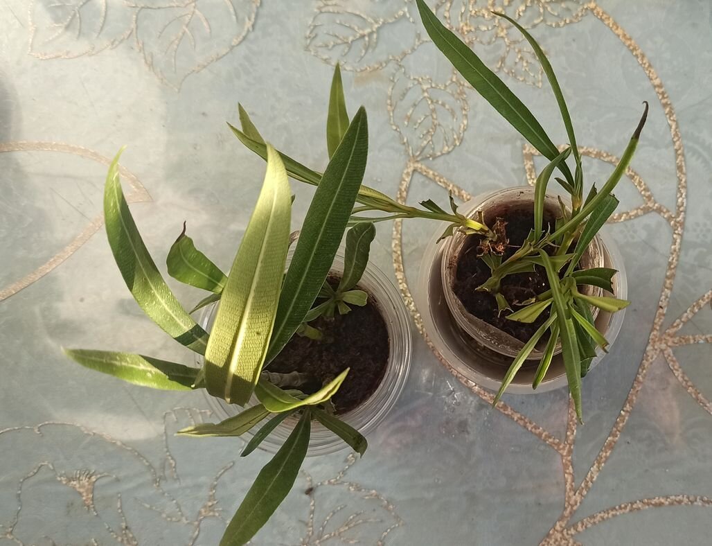 Розовые простые олеандры.