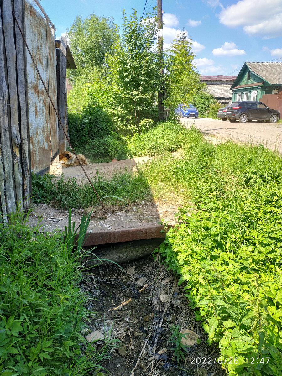 Рыжик наблюдает за порядками и во дворе и на улице.