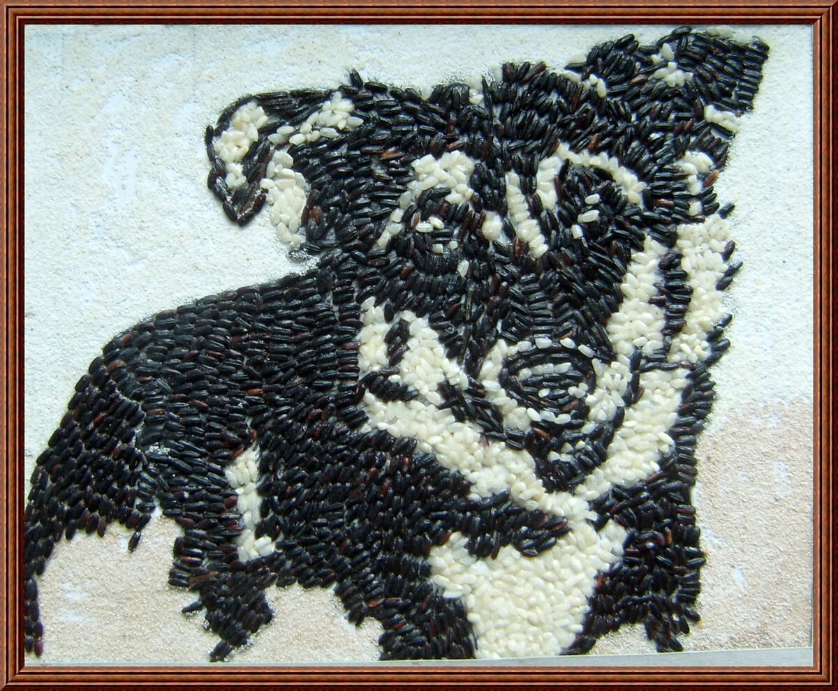 "Дружок" (Черный и белый рис)