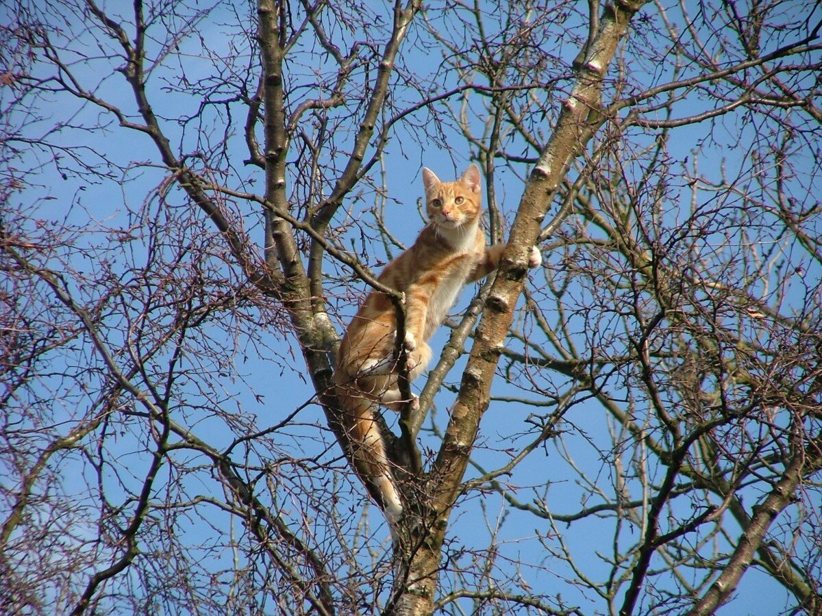 Картинки кошек на дереве