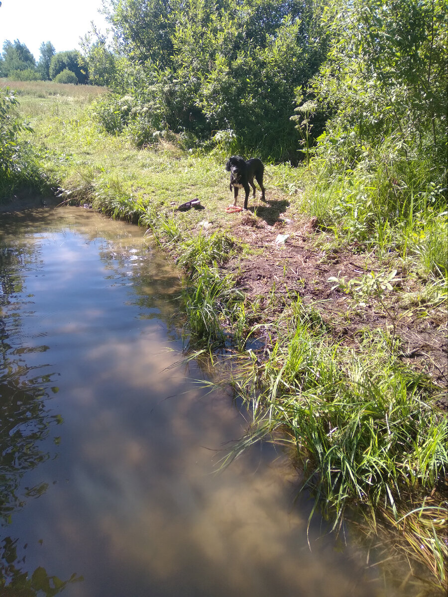 Водичка тёплая, народу никого, собака рада, ребенок рад