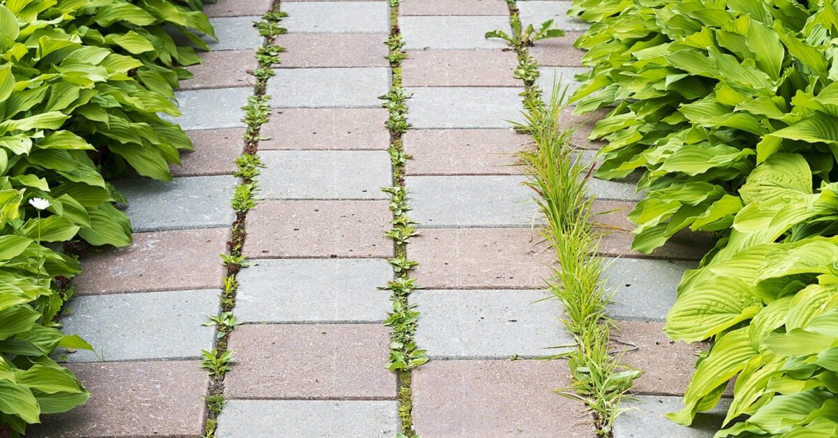 Трава между плитками тротуара или садовой дорожки может чрезвычайно сильно допекать хозяевам участка. Сил уже никаких не хватает, чтобы еженедельно вручную вырывать каждую травинку.
