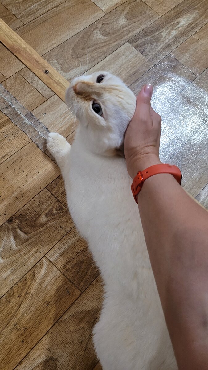 догнала и погладила!