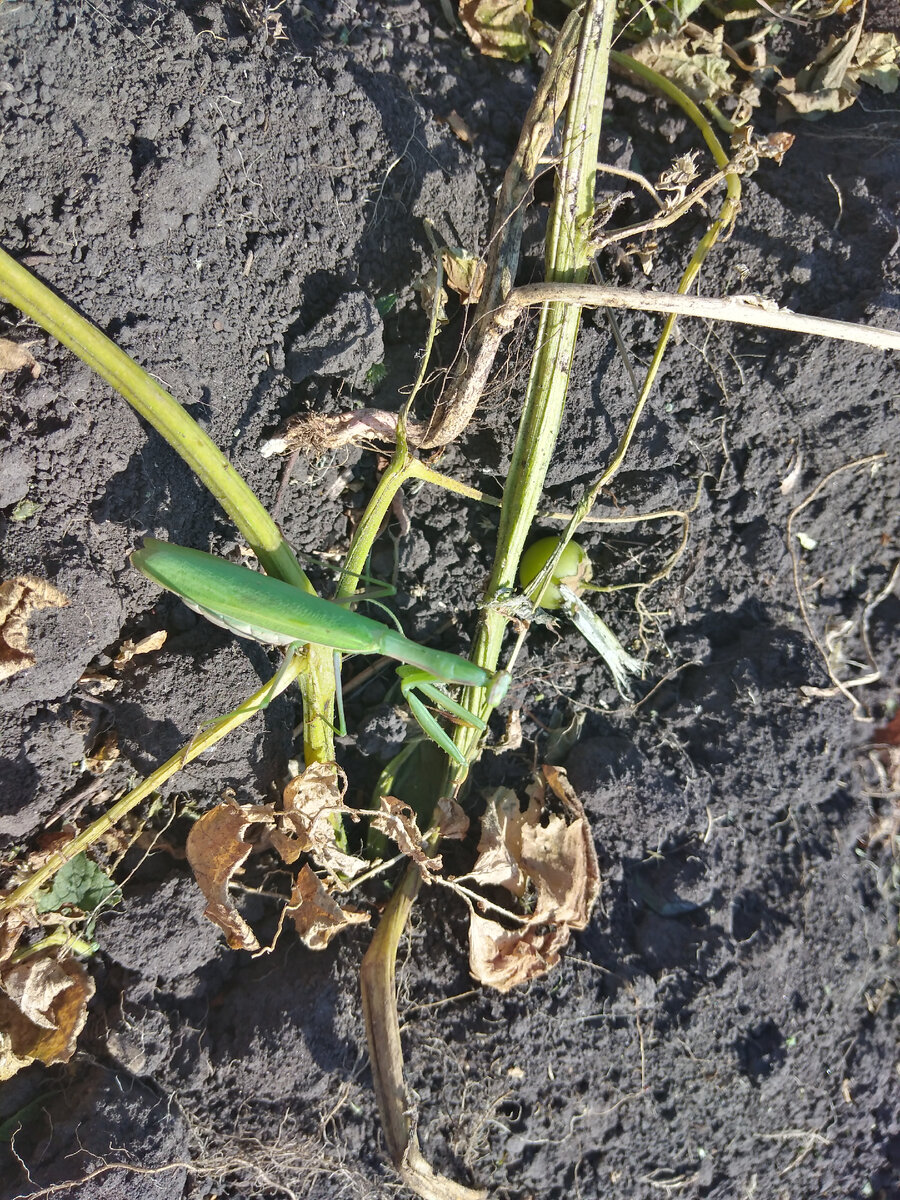 Замаскировался!