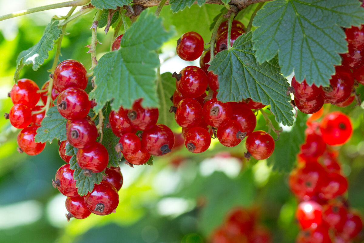 Авито ягоды. Смородина красная - ribes rubrum. Смородина Поречка красная. Смородина красная Розетта. 1 Ягода красной смородины.