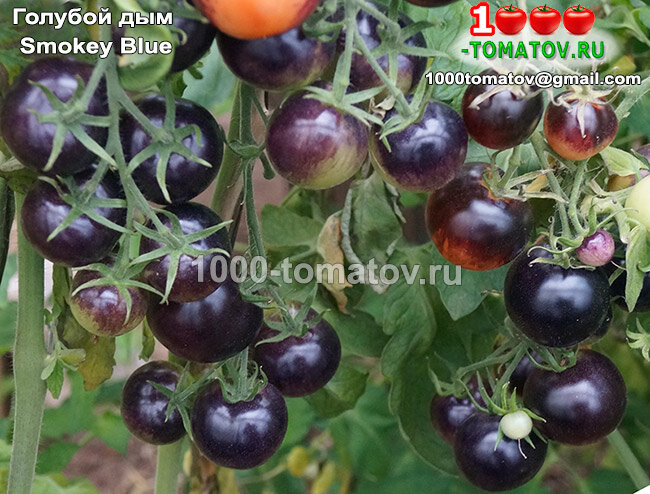 Томат Голубой дым Smokey Blue фото 2