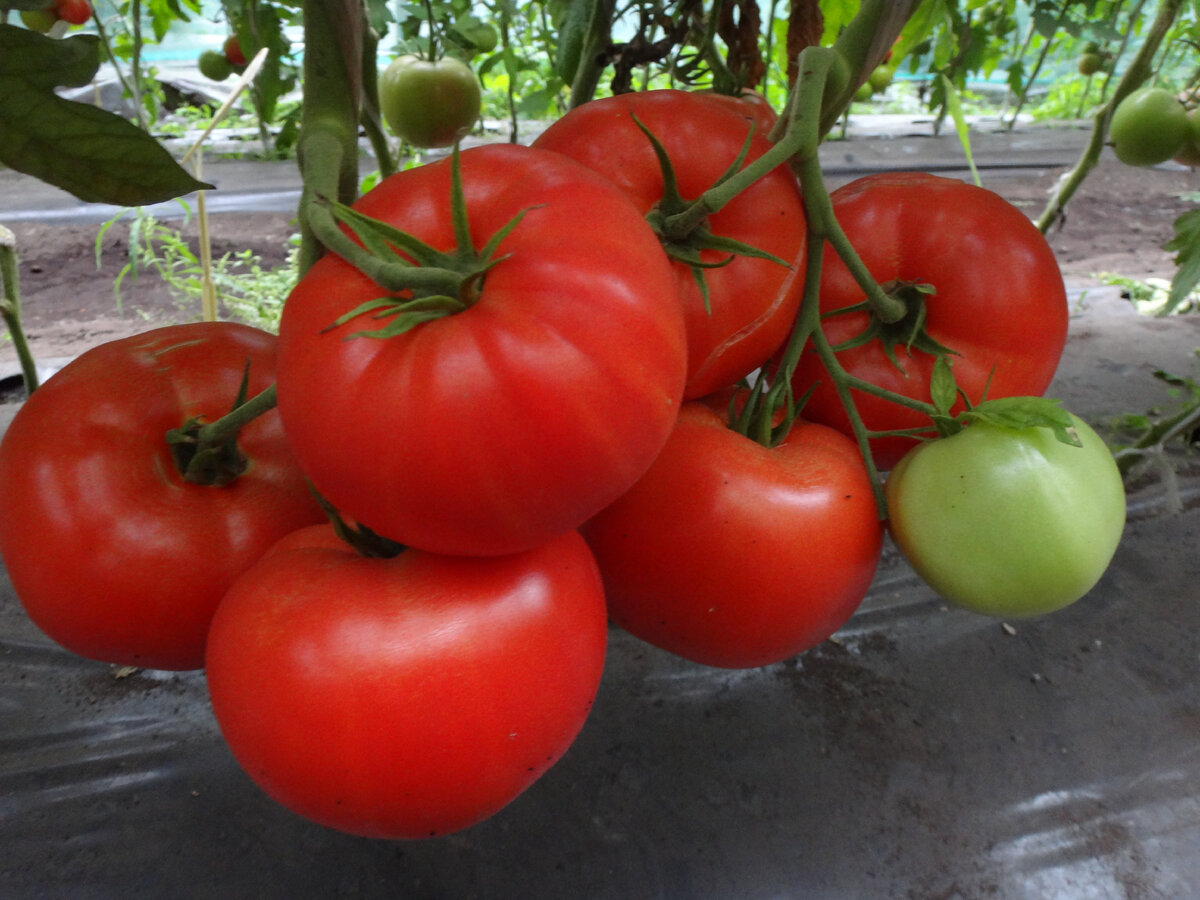 Слобода помидор. Толстый Барон томат. Слобода 97 1200х600.