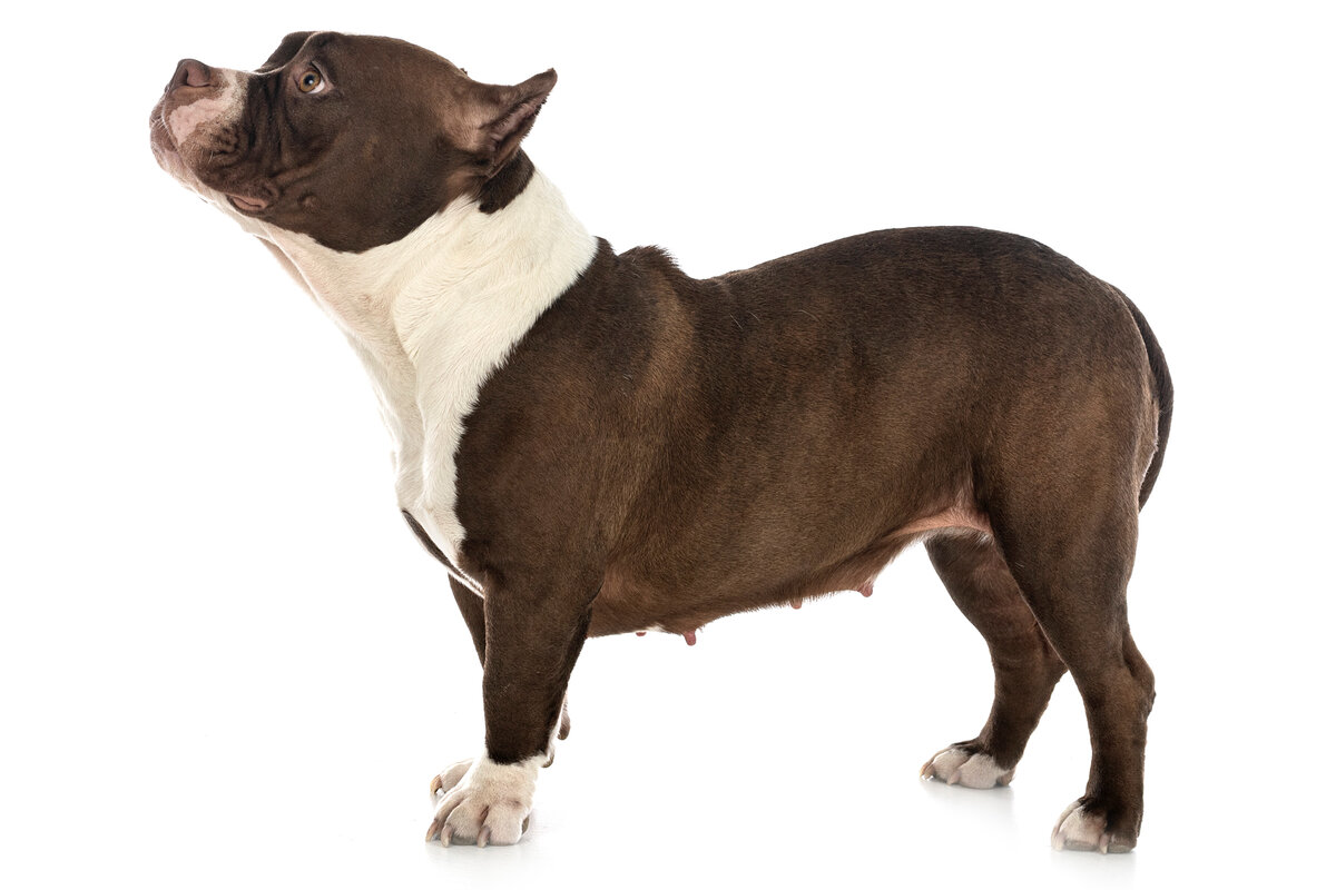 Походка булли — гордая и лёгкая, а скорость бега — высокая. 