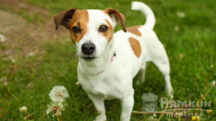 Регулярная гигиена и уход за шерстью