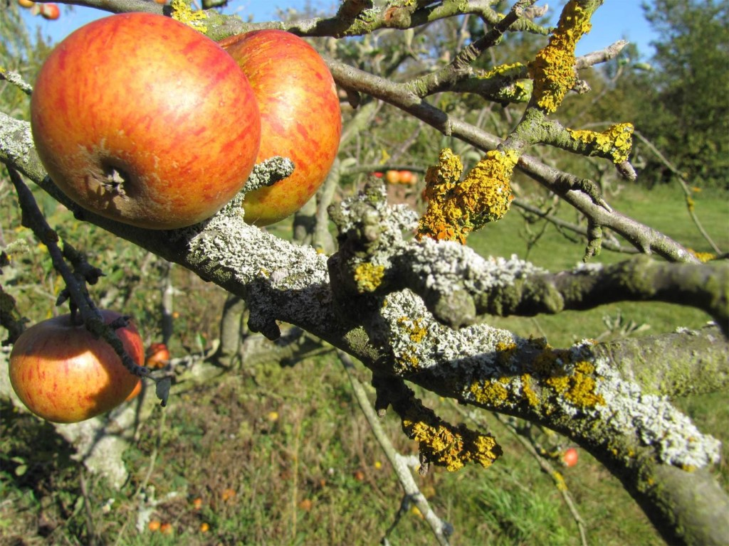 Мох на яблоне: как избавиться, чем обработать деревья