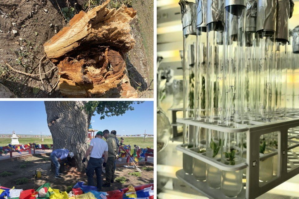     За святыню борются "древесные хирурги" и биотехнологи. Фото: Минприроды РК и ВНИИ лесной генетики, селекции и биотехнологии