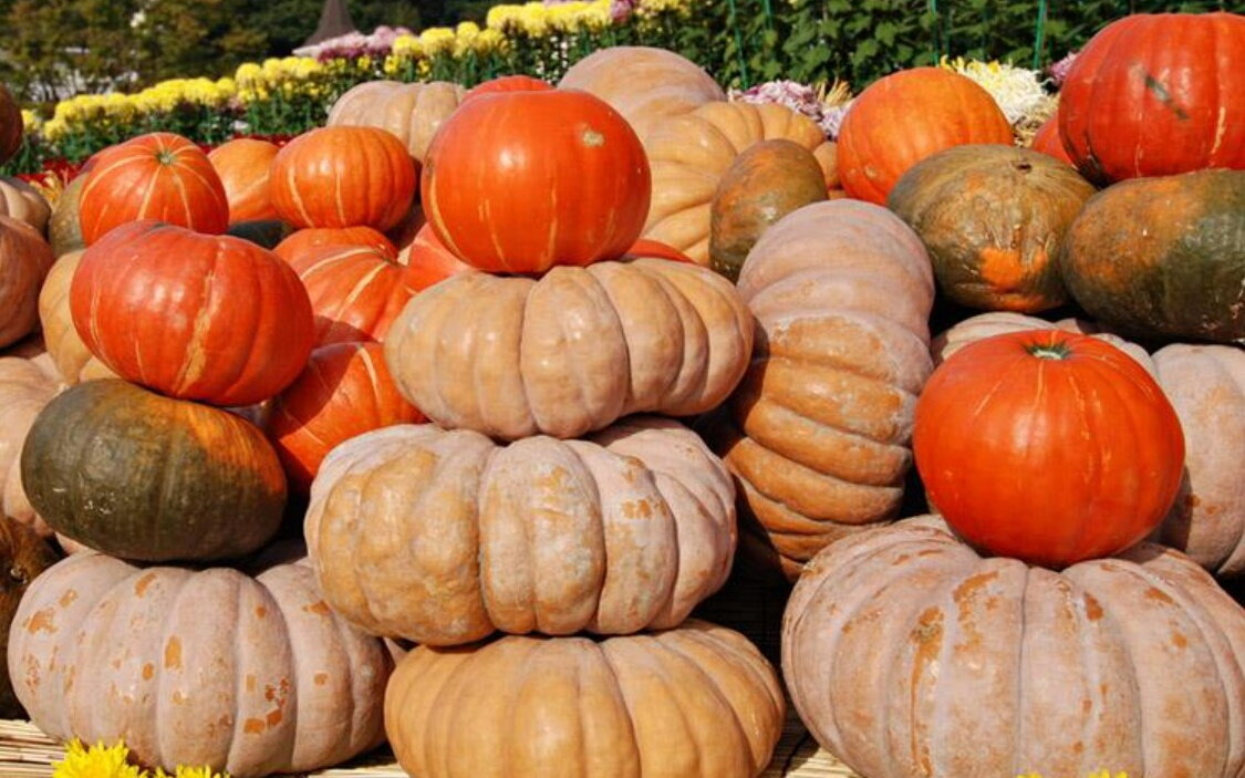 Тыквы в своей первозданной спелости
