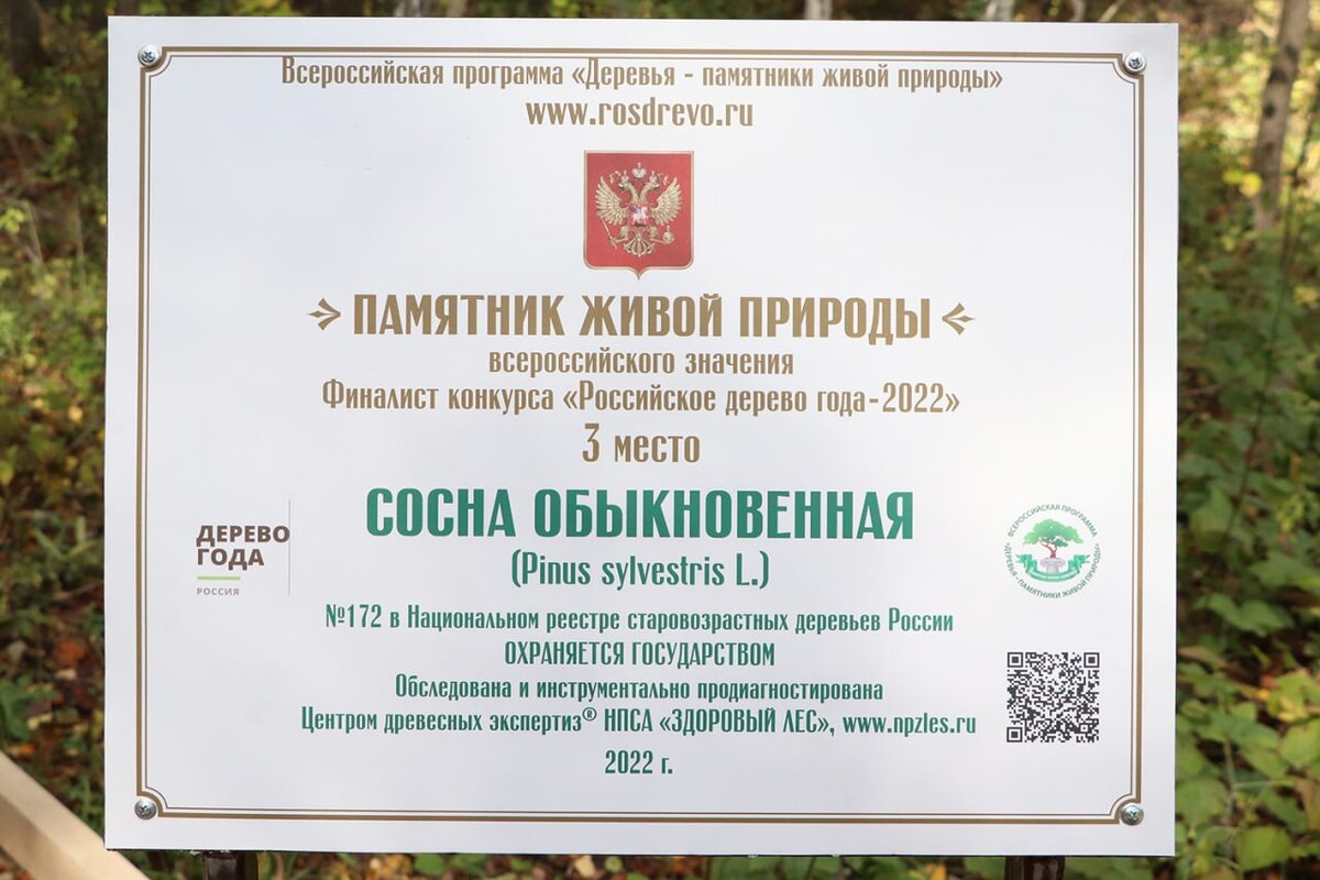    Царица-сосна из Бузулукского бора взяла «бронзу» на конкурсе «Деревья — памятники природы» Андрей Севостьянов