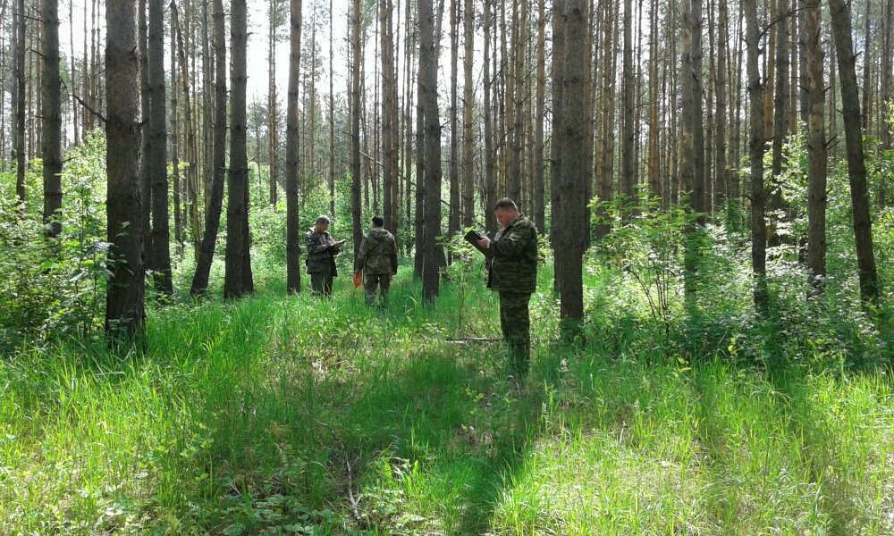 челнавский лесхоз. дфо лесное хозяйство. морозов департамент лесного хозяйства по южному федеральному округу. дфо лесное хозяйство. ломовское лесничество пензенской.