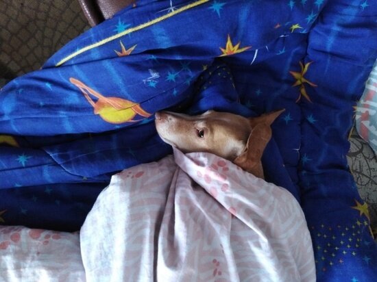     Фото: Алёна Голева/"МК-Томск".