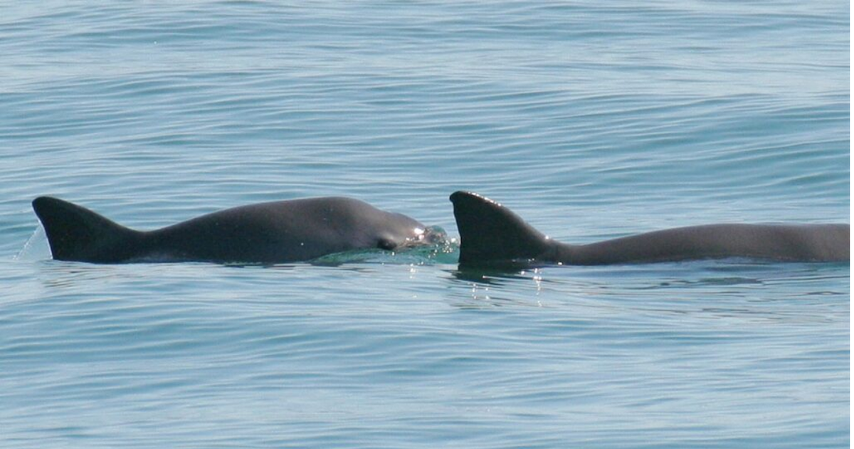 Хорошо плыть вместе, да и безопаснее: wikipedia.org/wiki