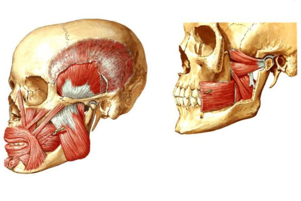 Жевательные мышцы лица анатомия в картинках