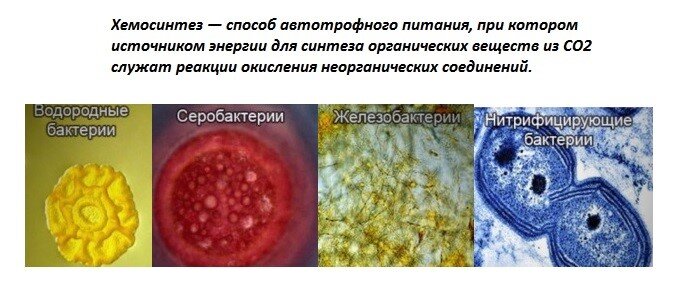 хемосинтезирующие бактерии