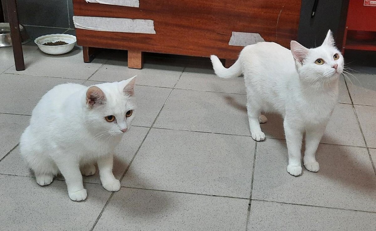 Дженни и Джесси