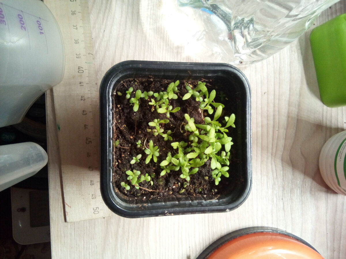 Тысячелистник желтый, растет себе и растет. 