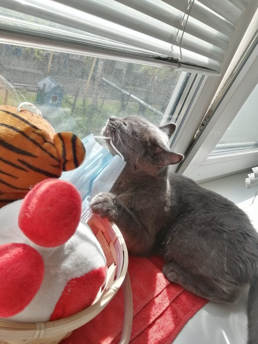 Никто не кормит, приходится есть, что нашёл 🐱