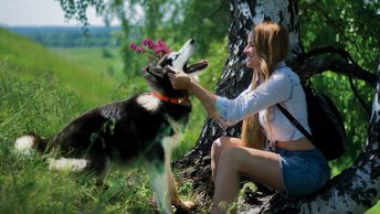 Жара. Гуляем со стаей хаски в тенёчке🐺🐾