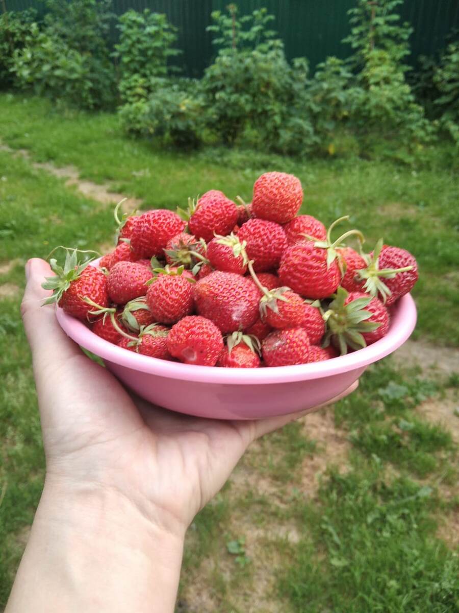 Вообще тут много, но фотка не передаёт.  На дальнем плане - кусты малины.