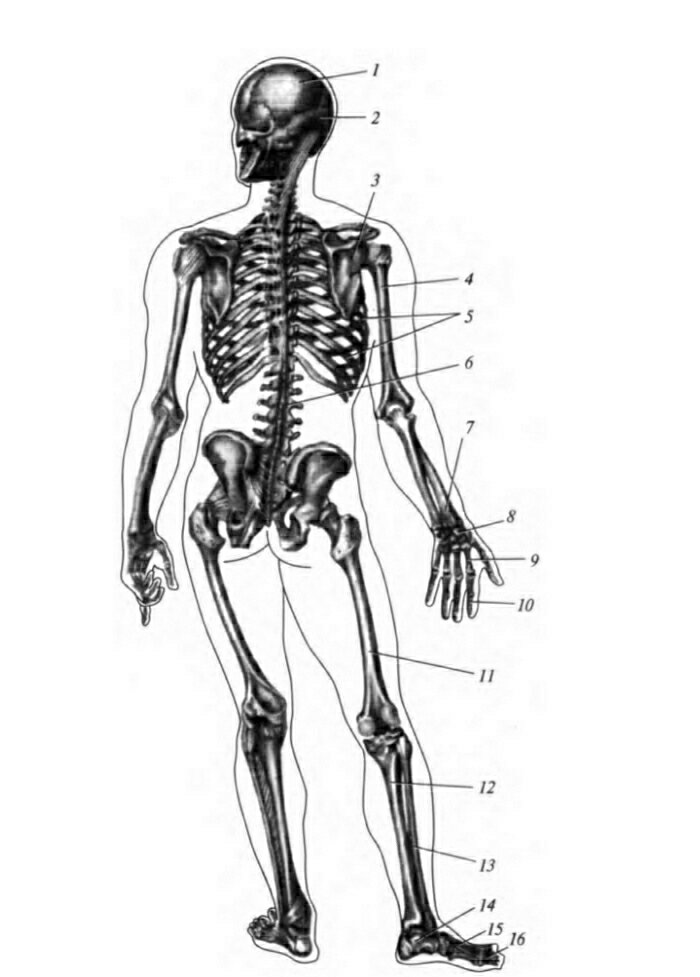 Скелет человека (вид сзади); 1- теменная кость; 2-затылочная кость; 3-лопатка; 4-плечевая кость; 5-ребра; 6-позвонки; 7-кости предплечья; 8-кости запястья; 9-кости пясты; 10-фаланги пальцев кисти; 11- бедренная кость; 12-большеберцовая кость; 13-малоберцовая кость; 14-кости предплюсны; 15-кости плюсны; 16-фаланги пальцев стопы.