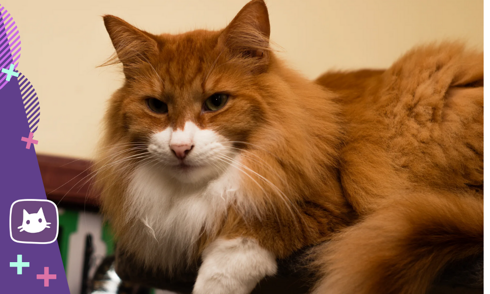 Стандарт породы норвежской лесной кошки: все о внешности и характере