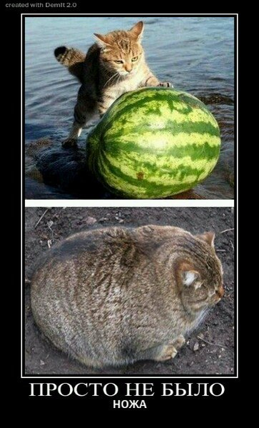 Бедный котик(