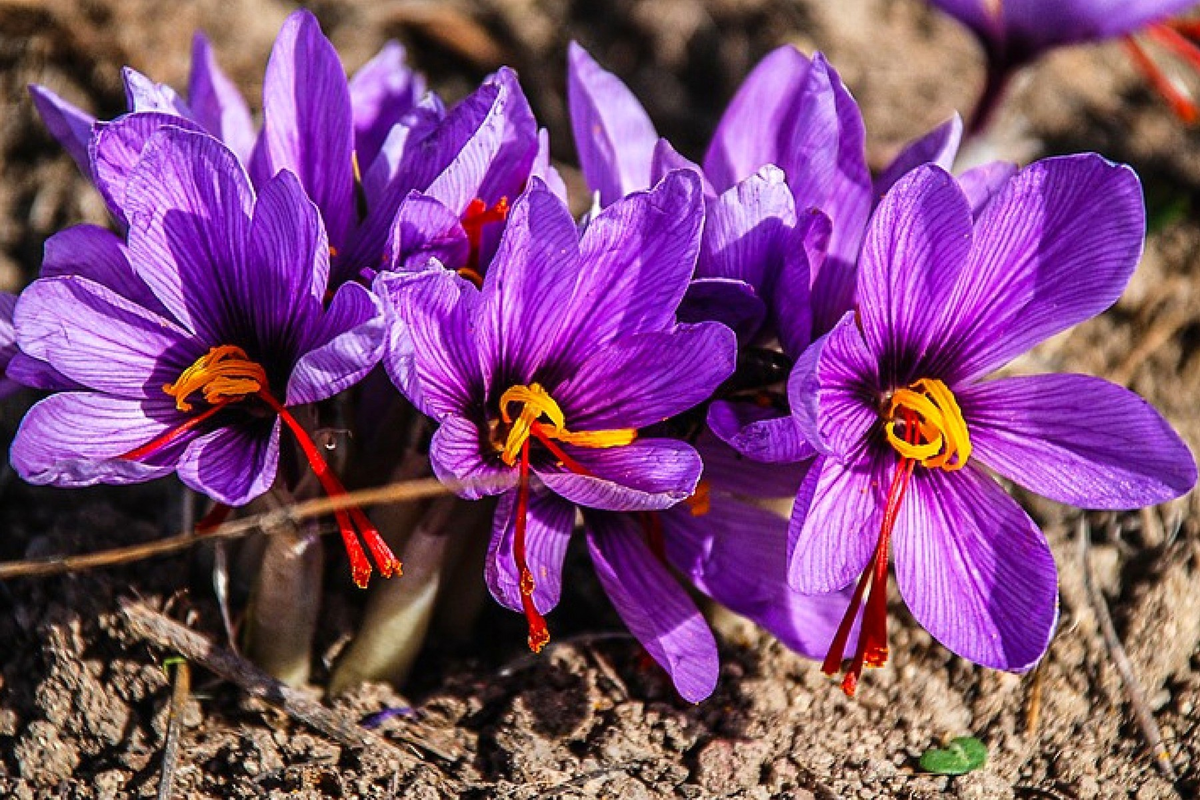 Шафран посевной (лат. Crocus sativus). Ждёт своего часа 