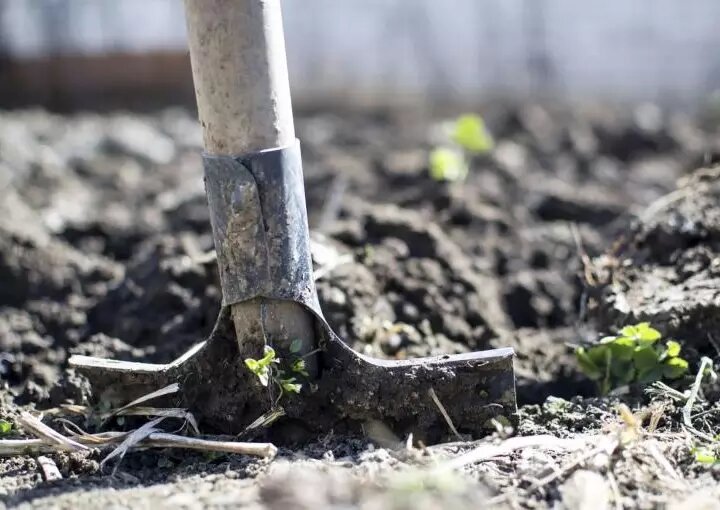 Фото pixabay/Goumbik: Дачникам предстоит много работы в третью неделю июля.