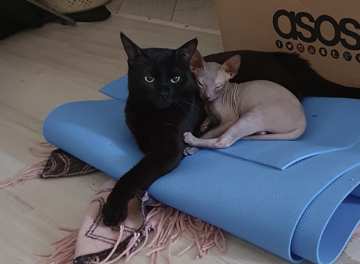 На этом фото котики уже лучшие друзья