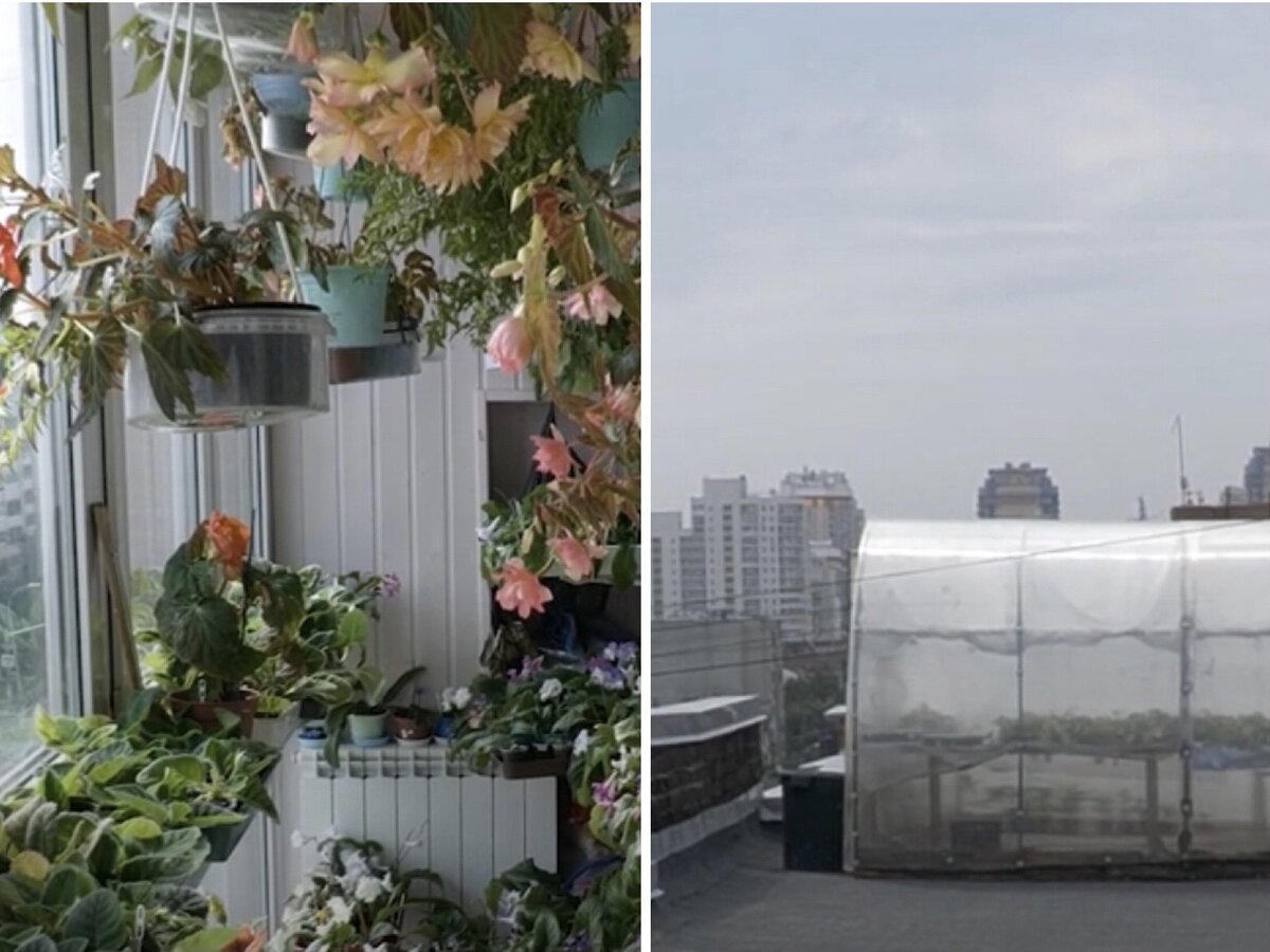 Теплица на крыше и оранжерея на лоджии