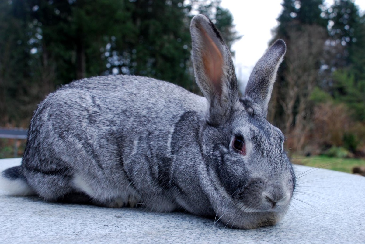 American Chinchilla Rabbit