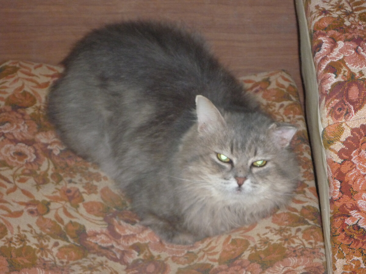 Филечка (к сожалению уже на радуге)