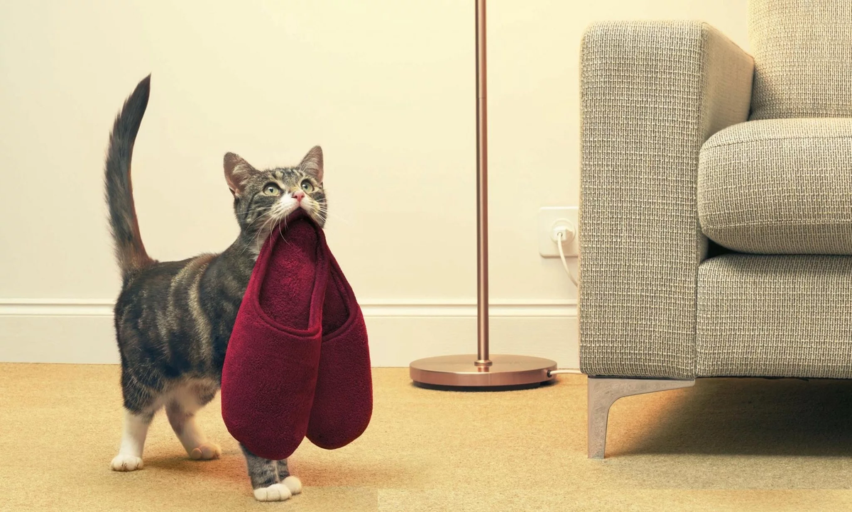 Собака встречает хозяина после долгой разлуки. Кот встречает хозяина. Котик встречает хозяина. Кот встречает хозяина. Кот встречает.