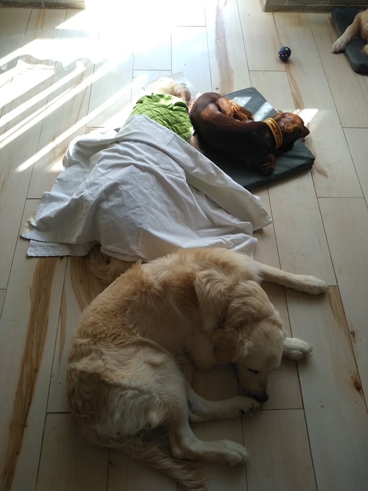 Петруша и Чача сторожат бабушку Голди